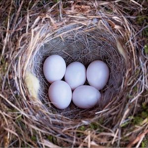 ISO: Finch Eggs!